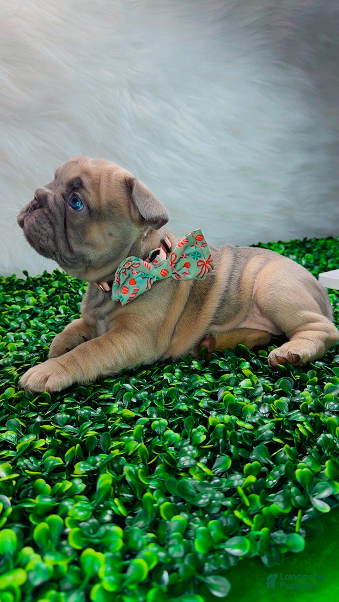 French Bulldog dogs for sale: QUENN - Ad 5
