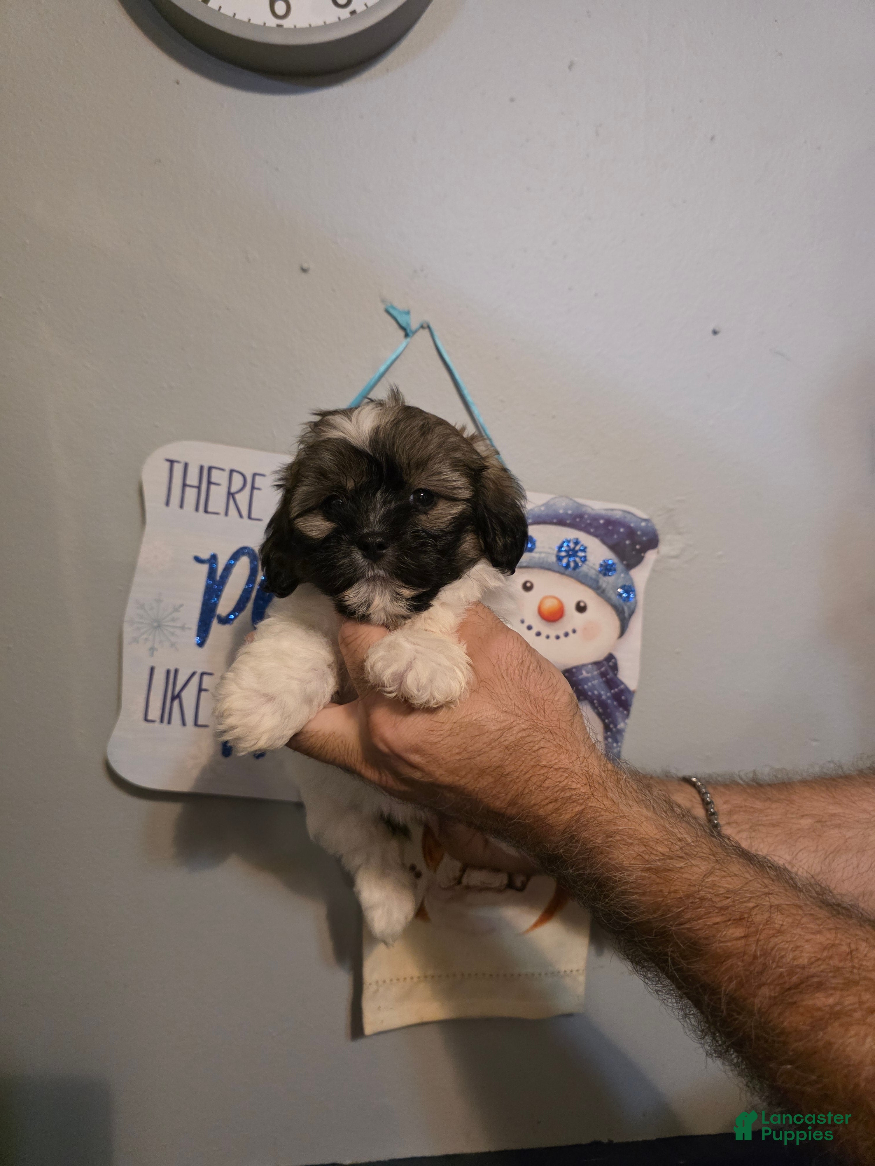 Shihpoo dogs Charlie - Ad 1