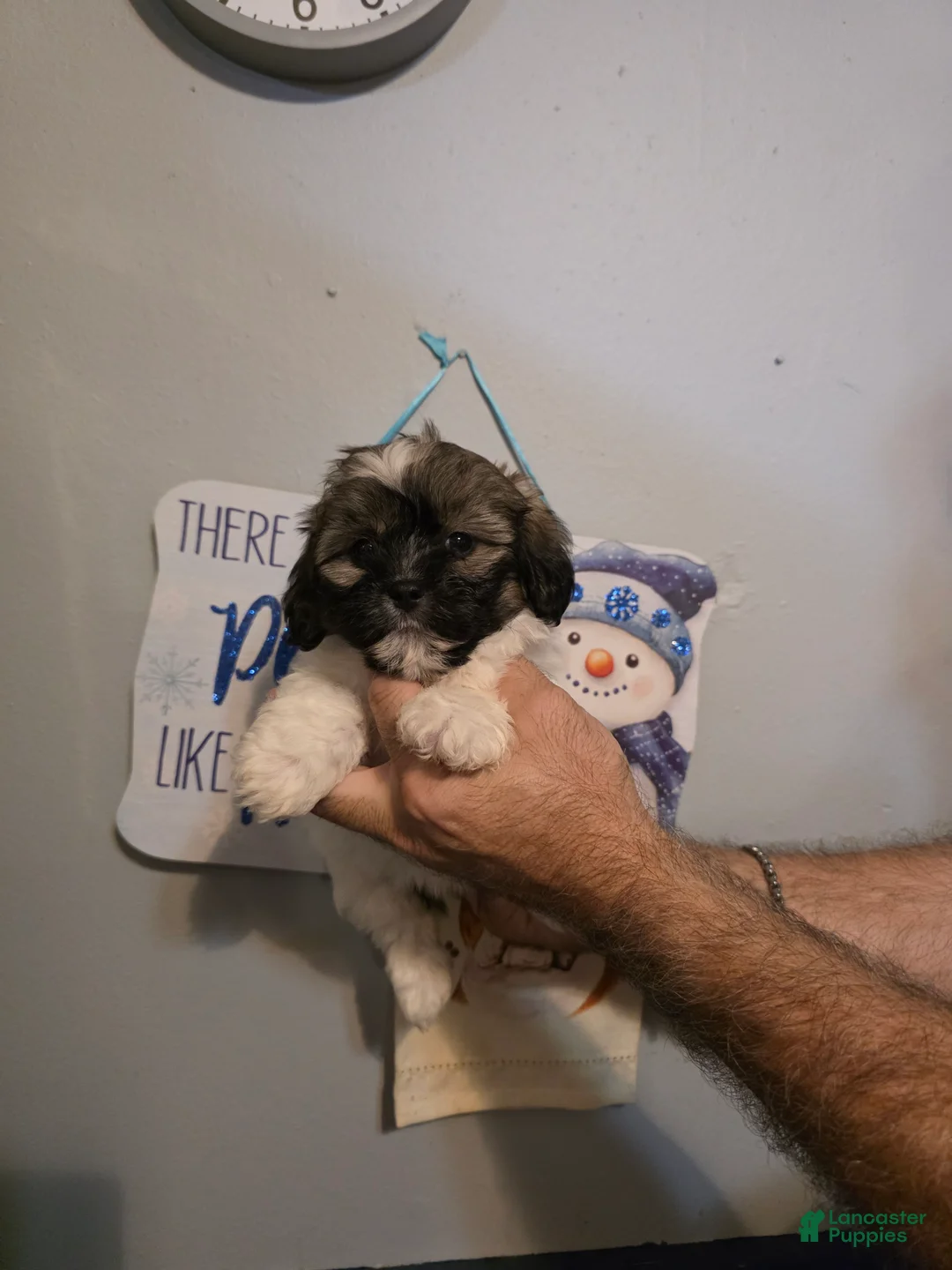 Shihpoo dogs for sale: Charlie - Ad 1