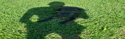 Cane Corso dogs for sale: Cane Corso 3 - Ad 2