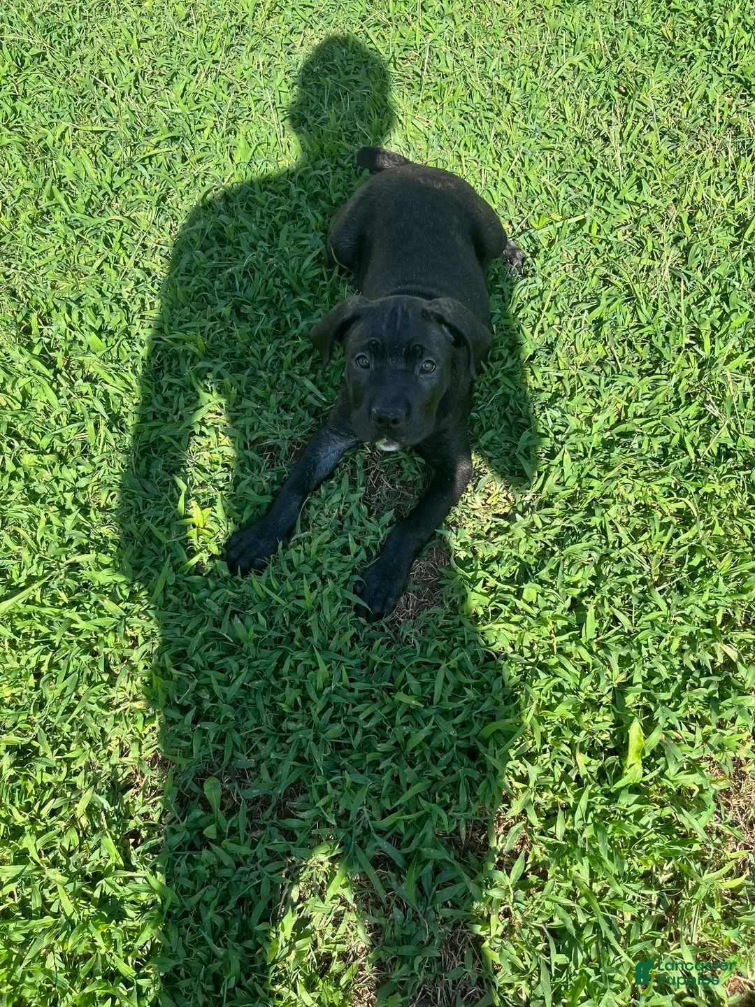 Cane Corso dogs for sale: Cane Corso 3 - Ad 2