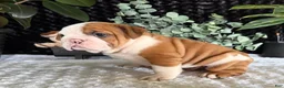 English Bulldog dogs for sale: Jake - Ad 2