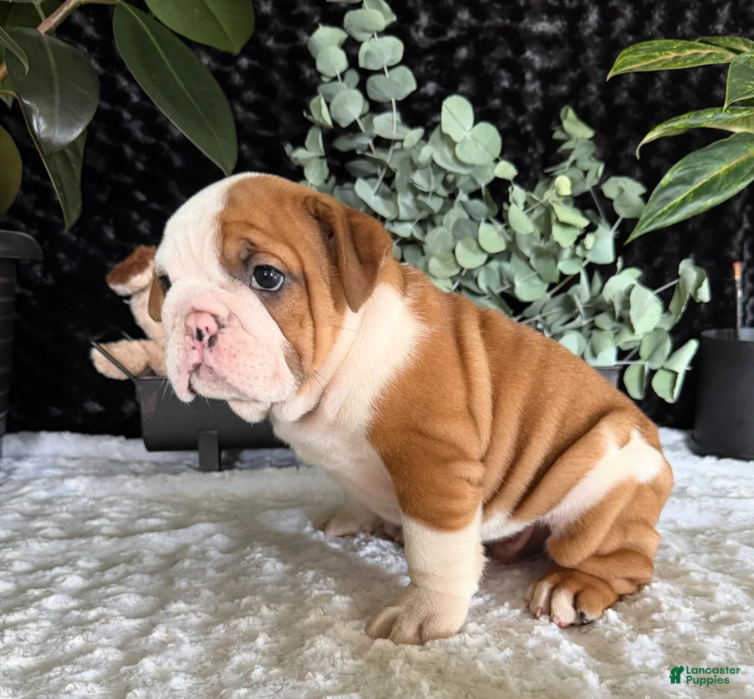 English Bulldog dogs for sale: Jake - Ad 2