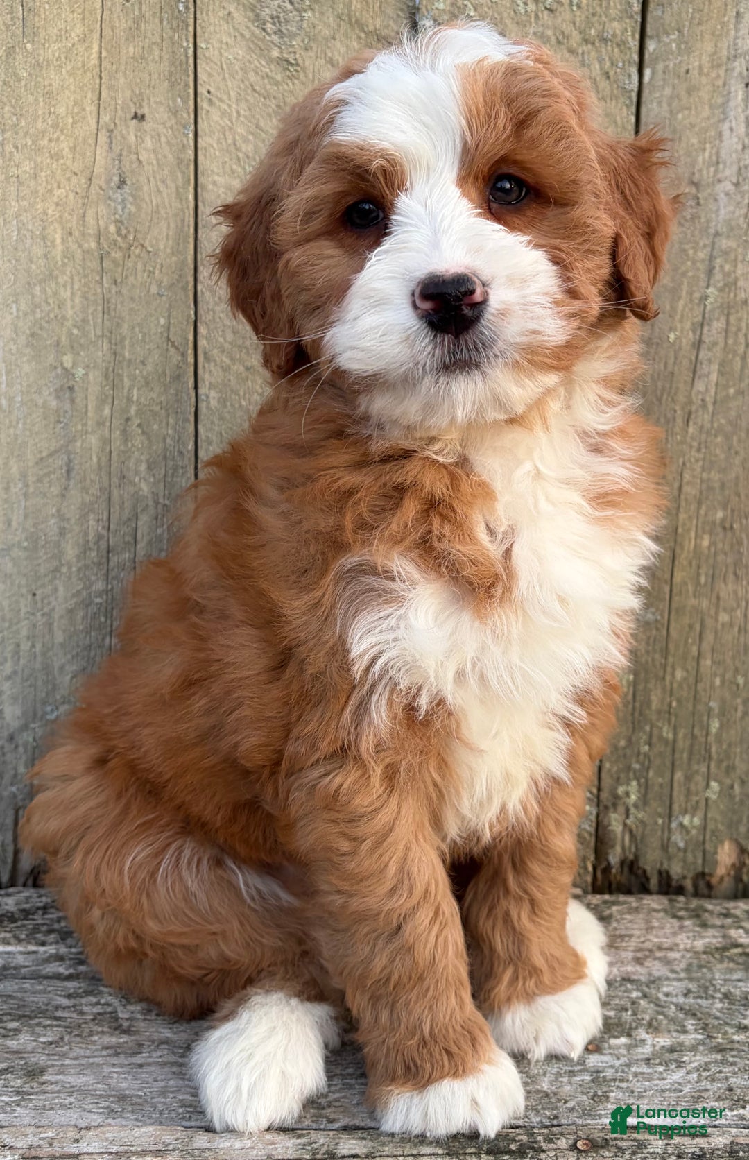 Mini Bernedoodle dogs for sale: 💛 IN BOSTON MASSACHUSETTS AREA 💛 RED AND WHITE ABSTRACT GIRL 💛 MINI BERNEDOODLE 💛 - Ad 7