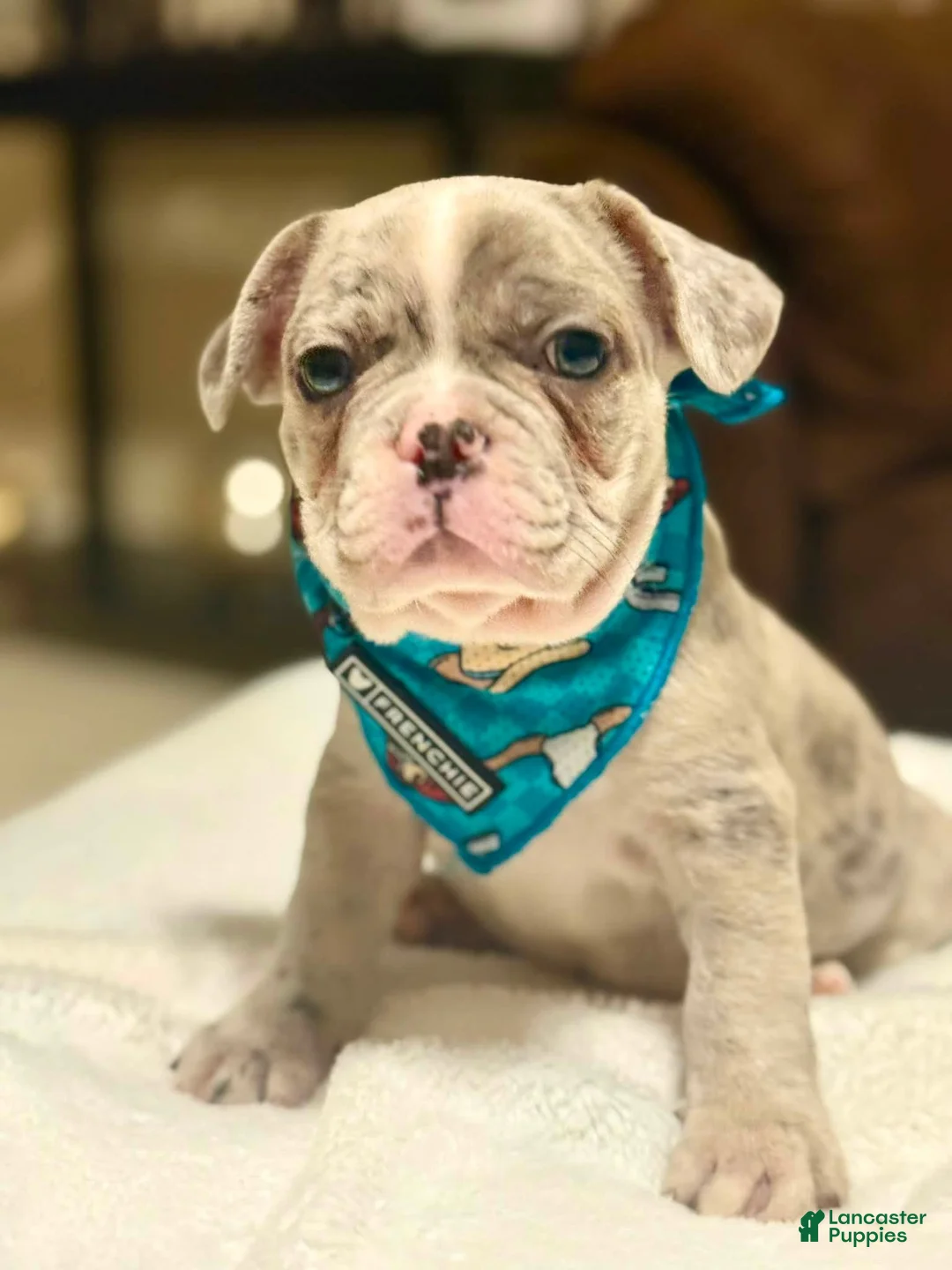 French Bulldog dogs for sale: 2 - Blue Merle Male - Ad 1