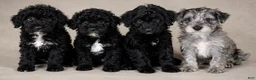 Mini Goldendoodle dogs for sale: Wyatt - Ad 2
