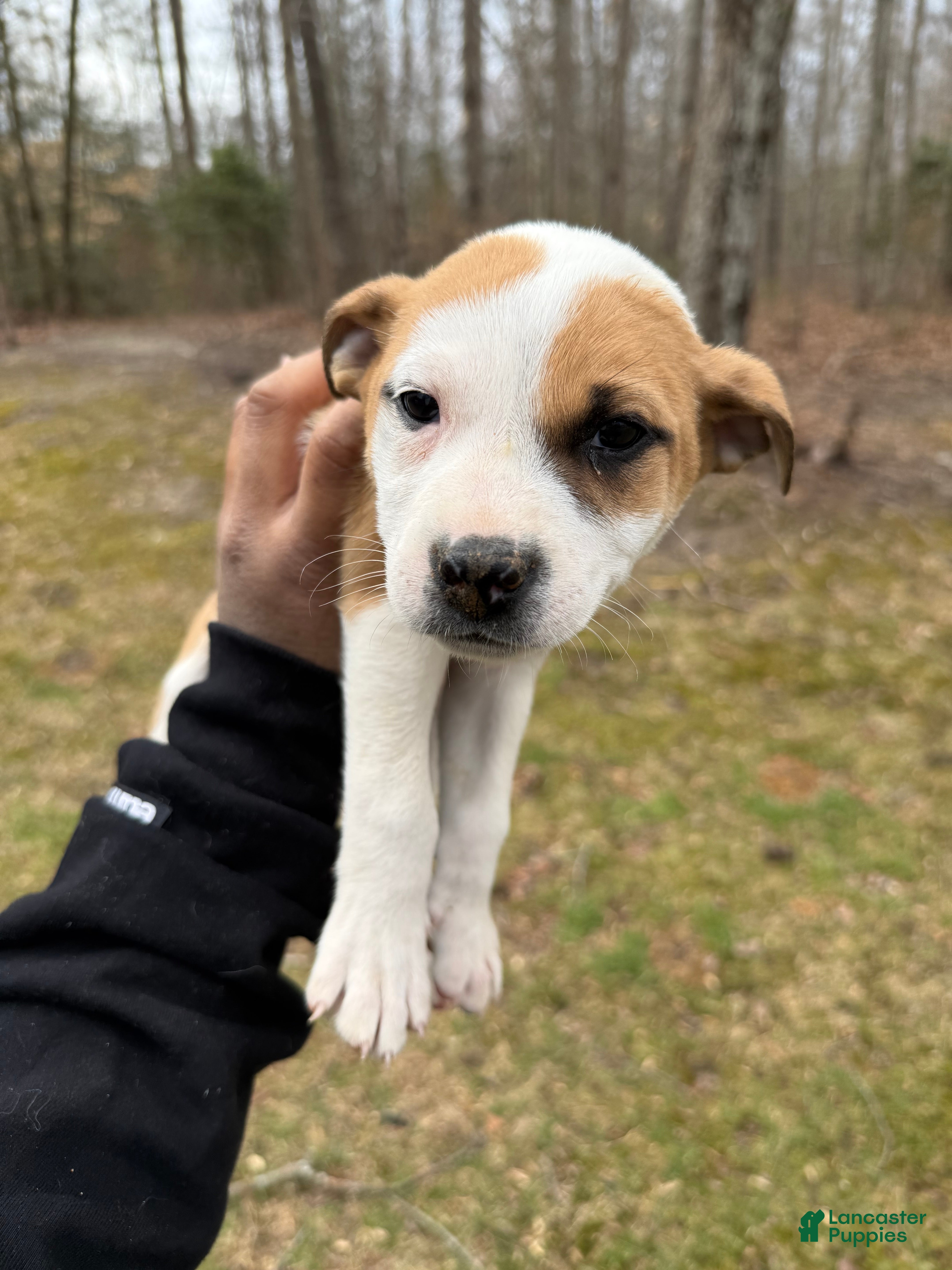 American Pit Bull Terrier dogs American Pit Bull Terrier Puppy 2 - Ad 7