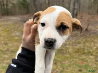 American Pit Bull Terrier dogs American Pit Bull Terrier Puppy 2 - Ad 7