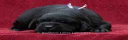 Labrador Retriever dogs for sale: Noble - Ad 4