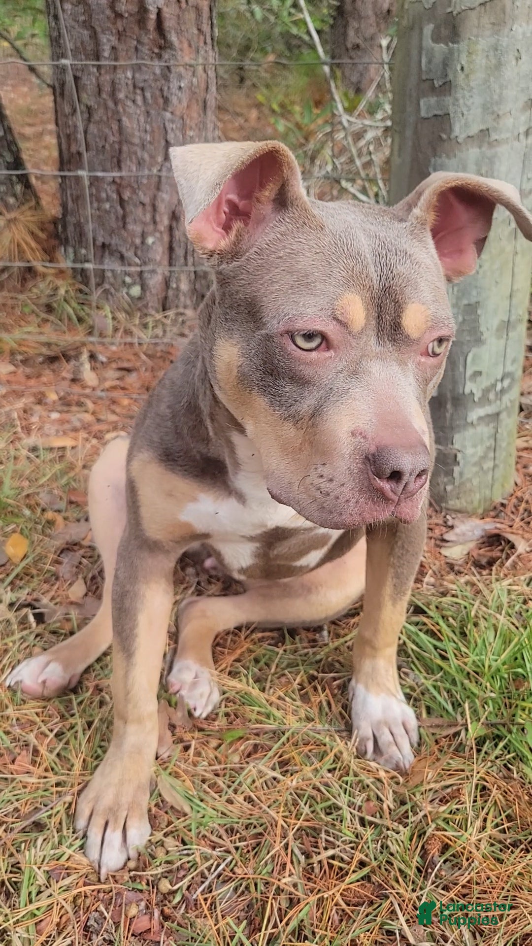 American Bully dogs for sale: Gal - Ad 10