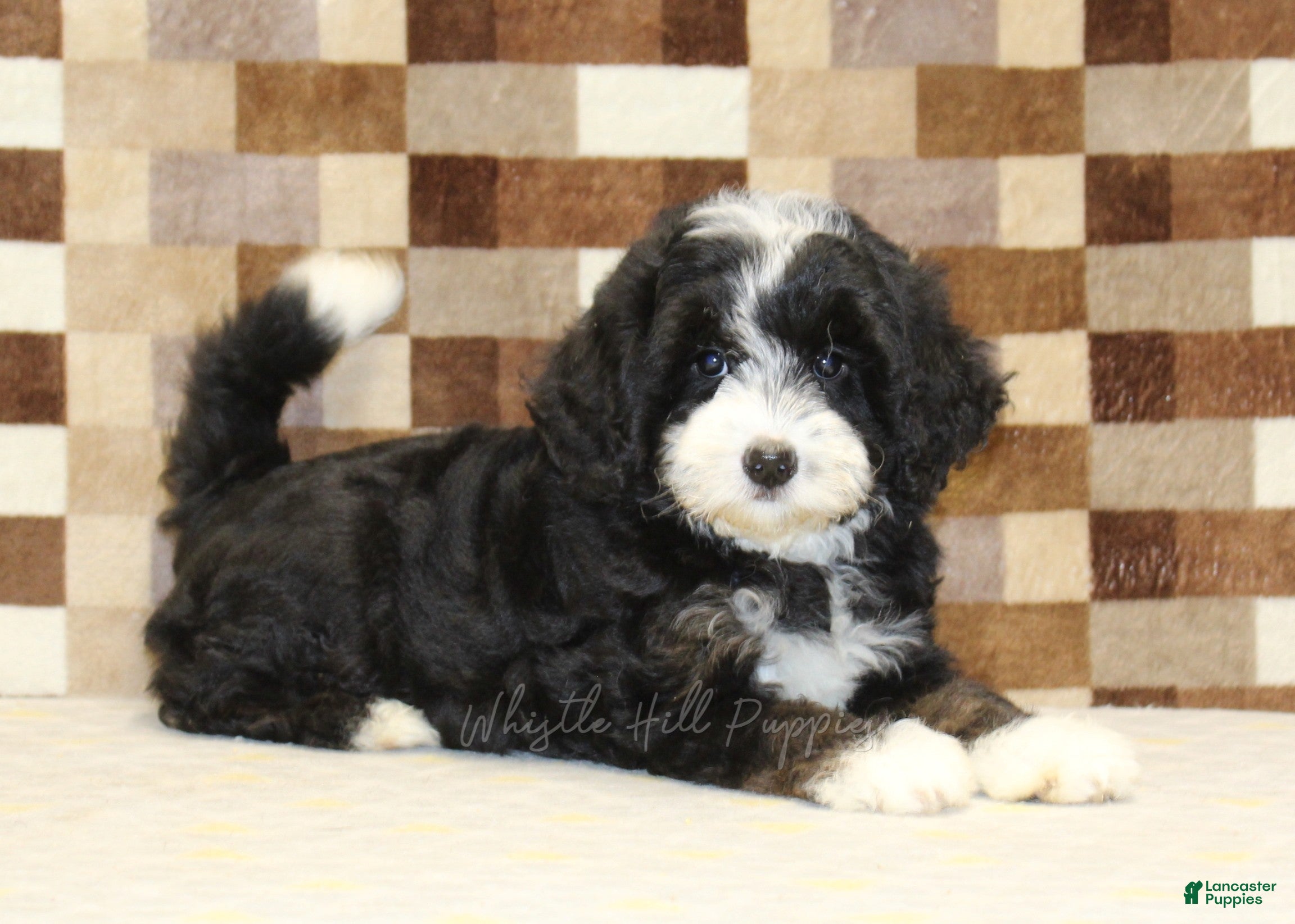 Mini Bernedoodle dogs Cupcake - Ad 2