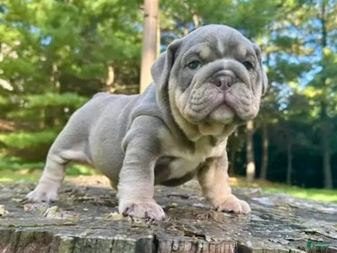 English Bulldog dogs for sale: LUCKY - LILAC TAN TRI FUTURE STUD IN LA, CA - USA DELIVERY - Ad 1