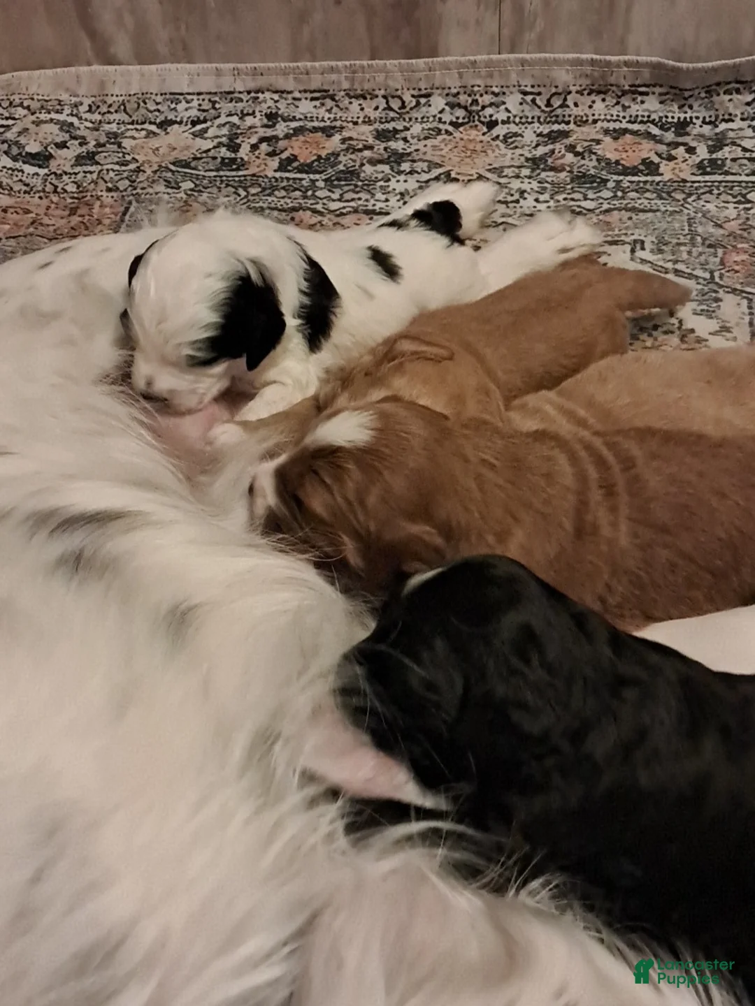 Double Doodle dogs for sale: Ezra - Ad 2