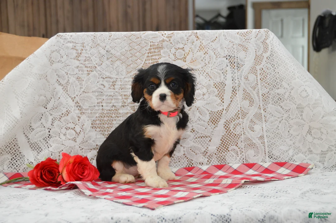 Cavalier King Charles Spaniel dogs for sale: Dorie - Ad 1