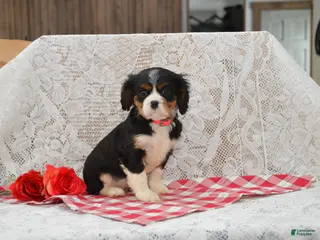 Cavalier King Charles Spaniel dogs Dorie - Ad 2