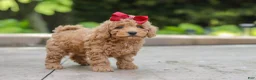 Maltipoo dogs for sale: Lottie - Ad 4