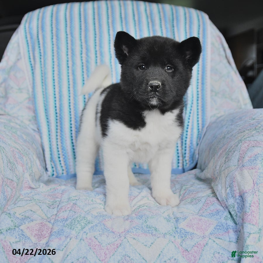 Akita dogs Kayla - Ad 1