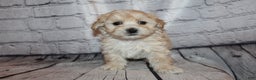 Morkie dogs for sale: Dasher - Ad 7