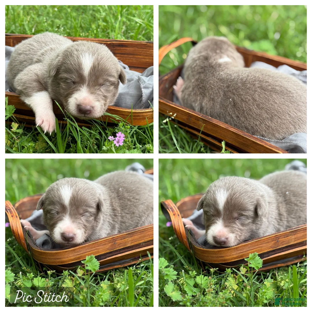 Border Collie dogs for sale: Lilac- short hair - Ad 1
