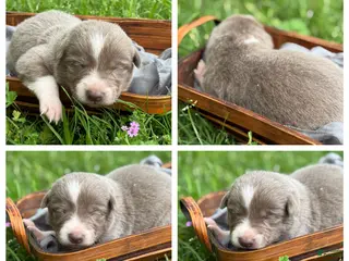 Border Collie dogs Lilac- short hair - Ad 11