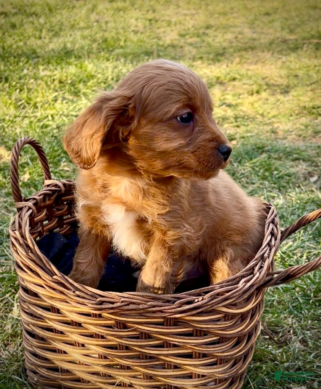 Cavapoo dogs for sale: Charley - Ad 5