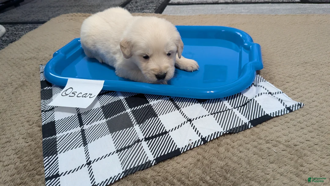 Golden Retriever dogs for sale: Oscar, AKC - Ad 2