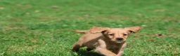 Golden Retriever dogs for sale: Trinity - Ad 4