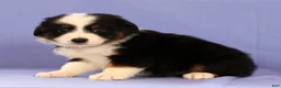 Miniature Australian Shepherd dogs for sale: Mandy - Ad 3