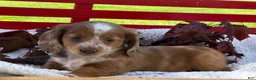 Miniature Dachshund dogs for sale: Boone - Ad 7