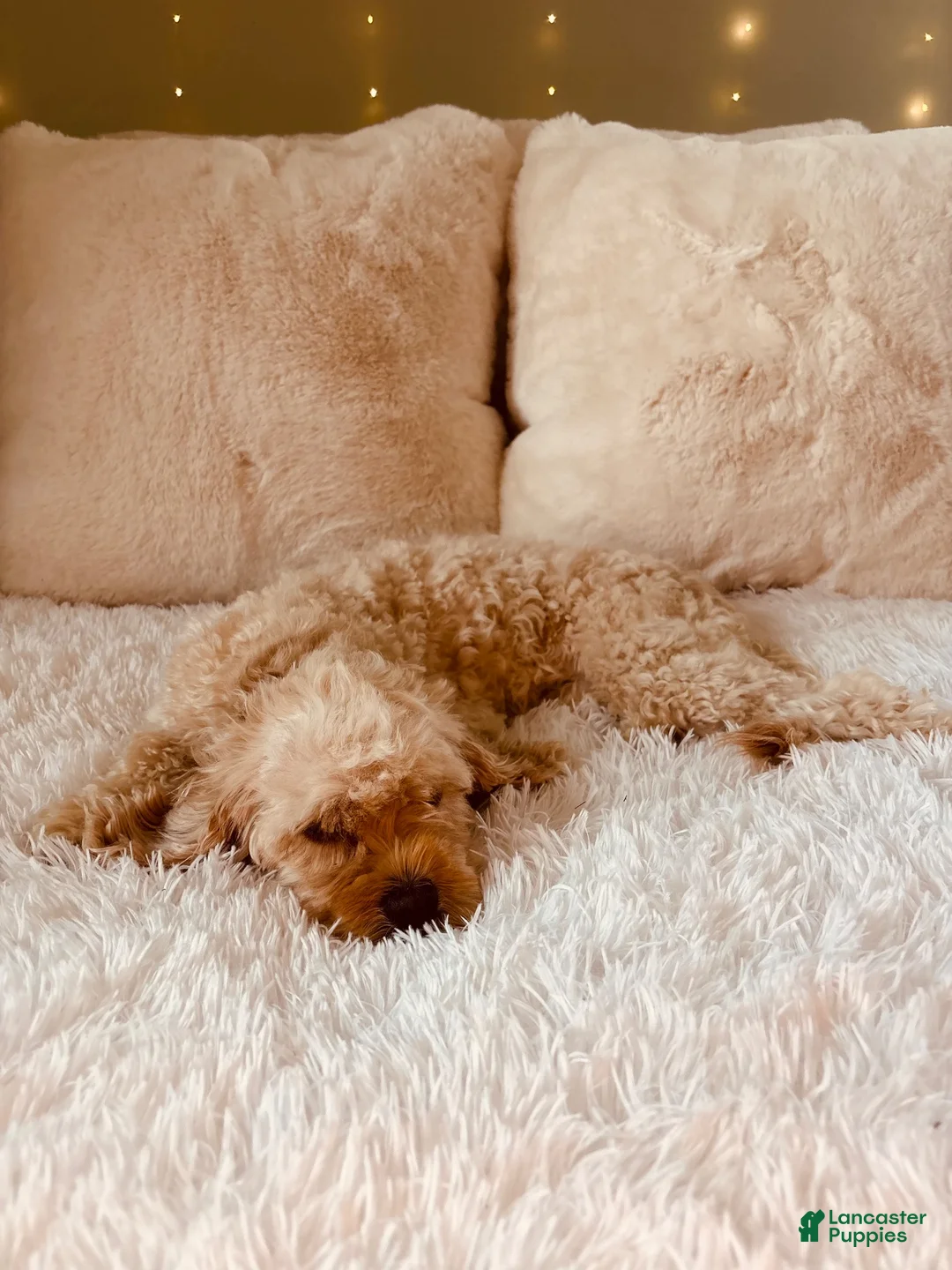 Cavapoo dogs for sale: Vienna - Ad 4