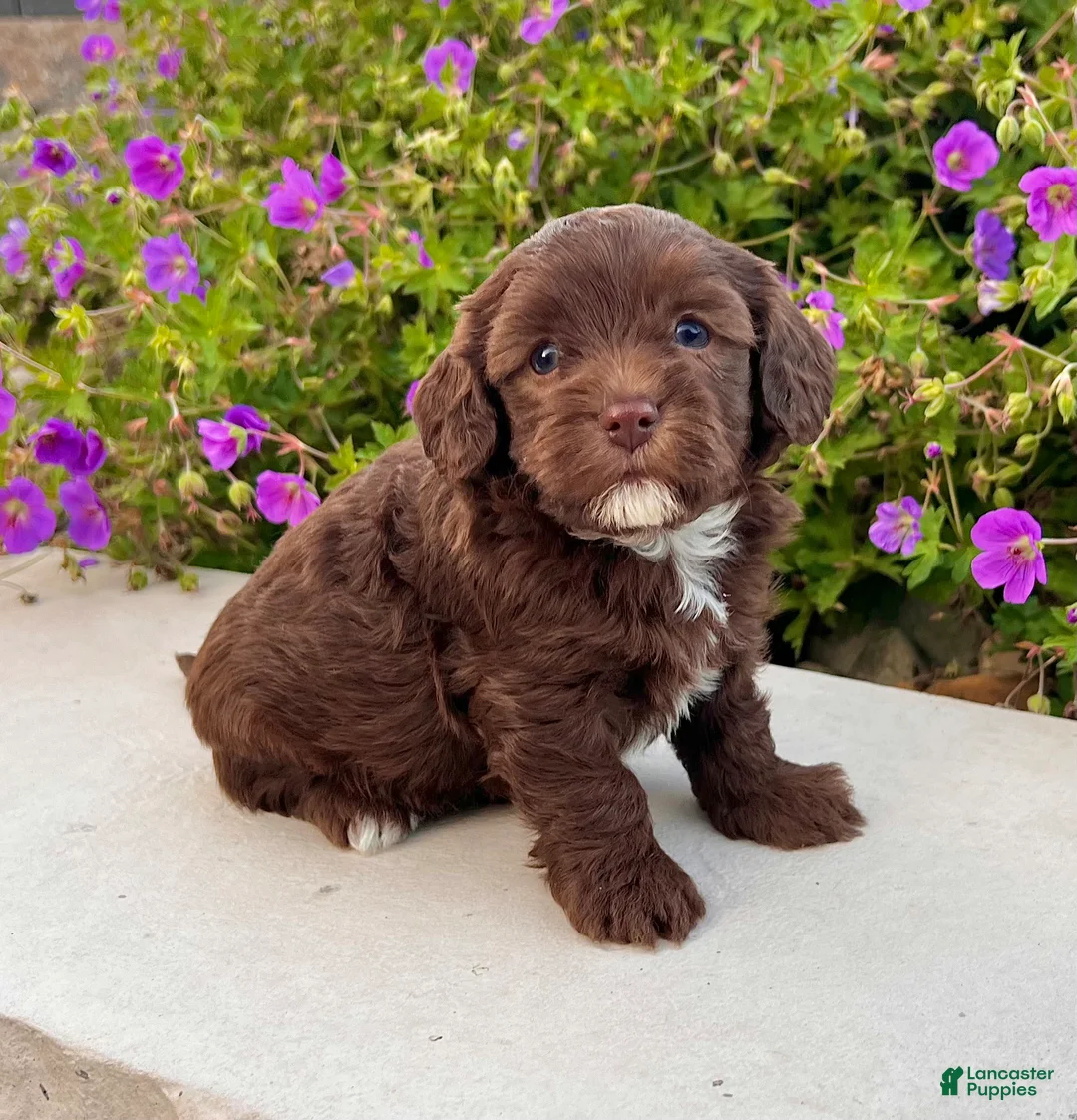 Havapoo dogs for sale: Timmy - Ad 1