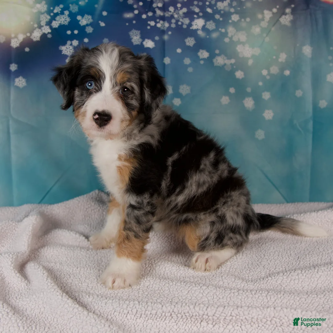 Mini Bernedoodle dogs for sale: Carrie - Ad 4