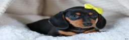 Miniature Dachshund dogs for sale: 🐾 MEET VANCE 🐶❤️ - Ad 7