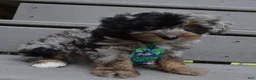 Mini Aussiedoodle dogs for sale: Mini Acher - Ad 6