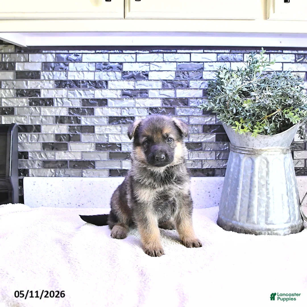 German Shepherd dogs for sale: Cody - Ad 1
