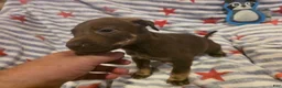 Mixed Breed dogs for sale: Mixed Breed 1 - Ad 4