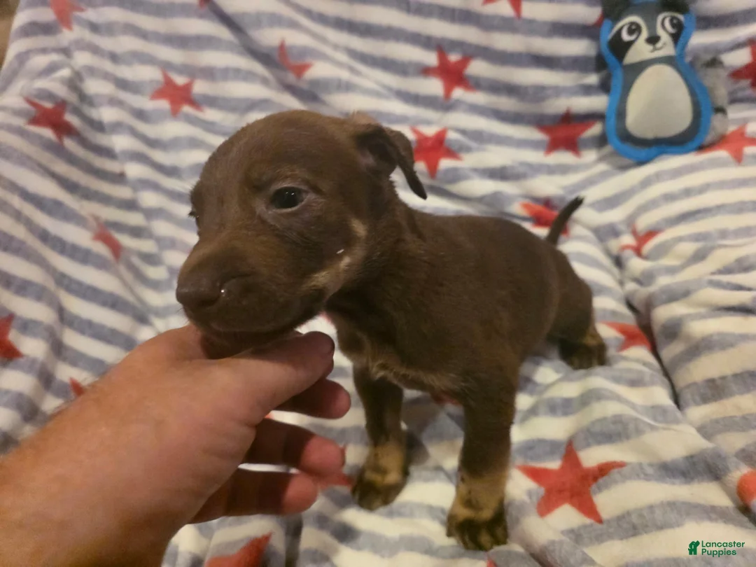 Mixed Breed dogs for sale: Mixed Breed 1 - Ad 4