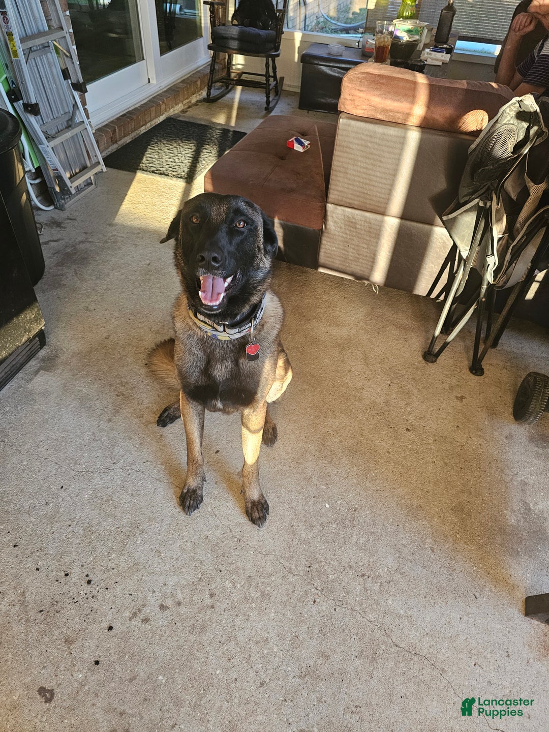 Belgian Malinois dogs for stud: Cairo for stud - Ad 4