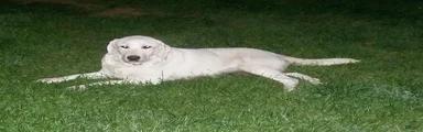 Labrador Retriever 5