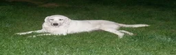 Labrador Retriever dogs for sale: Labrador Retriever 5 - Ad 1