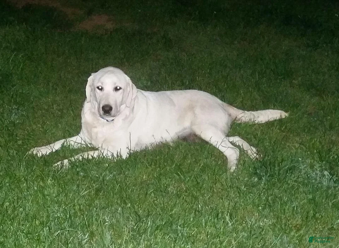 Labrador Retriever dogs for sale: Labrador Retriever 5 - Ad 1