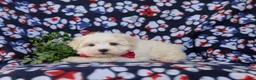 Maltese dogs for sale: Haden 7 lbs Full Grown - Ad 4