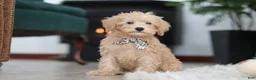 Schnoodle dogs for sale: Ollie - Ad 8