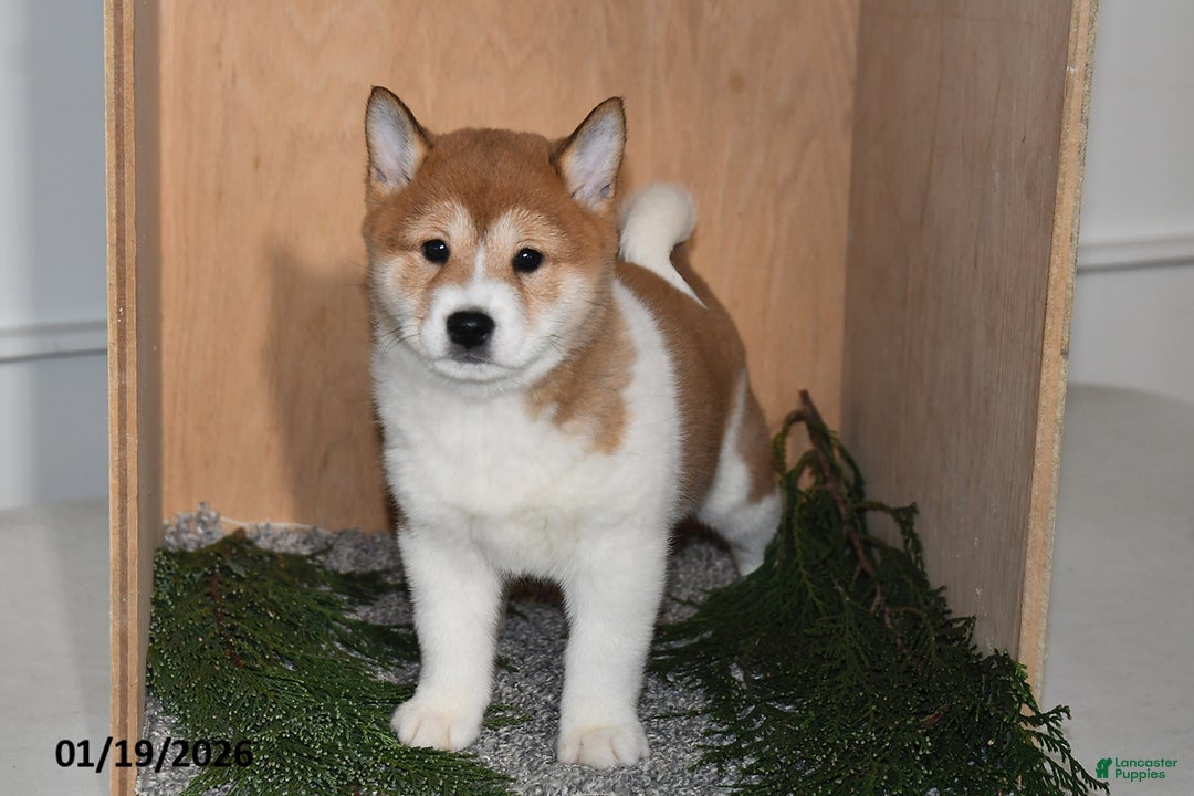 Shiba Inu dogs for sale: Zoe  - Ad 2