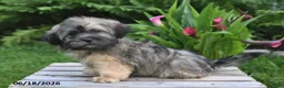 Teddy Bear dogs for sale: Cole - Ad 3
