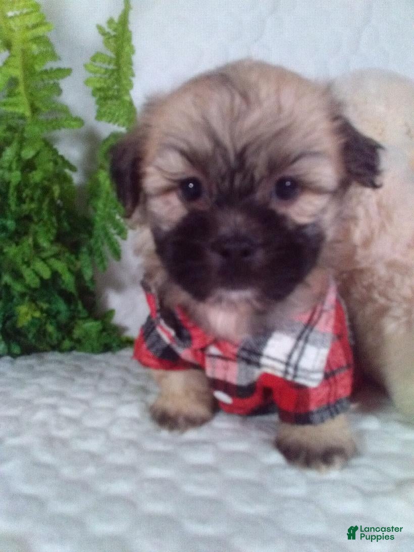 Shih Tzu dogs Cosmo - Ad 2