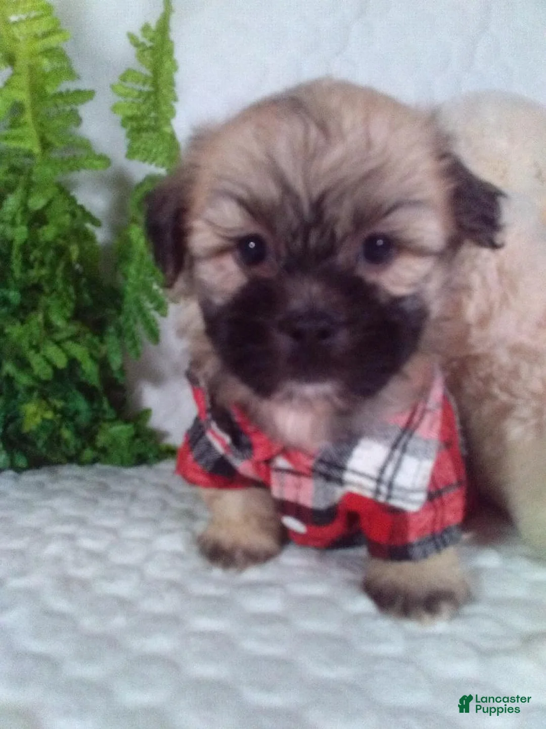 Shih Tzu dogs for sale: Cosmo - Ad 2