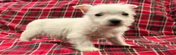 West Highland Terrier dogs for sale: Karson  - Ad 1