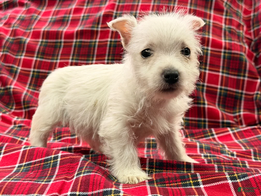 West Highland Terrier dogs for sale: Karson  - Ad 1