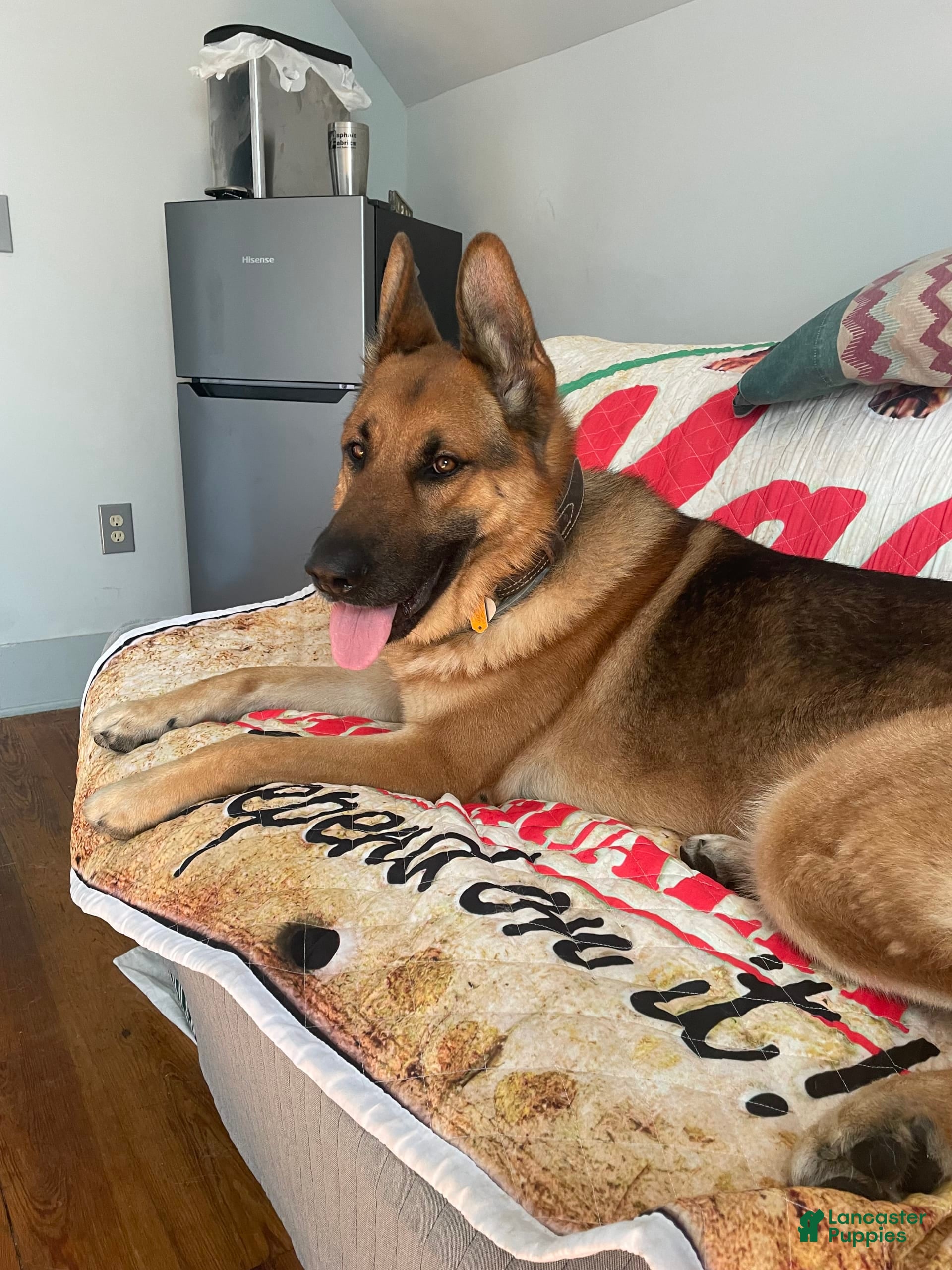 German Shepherd dogs Riley - Ad 17